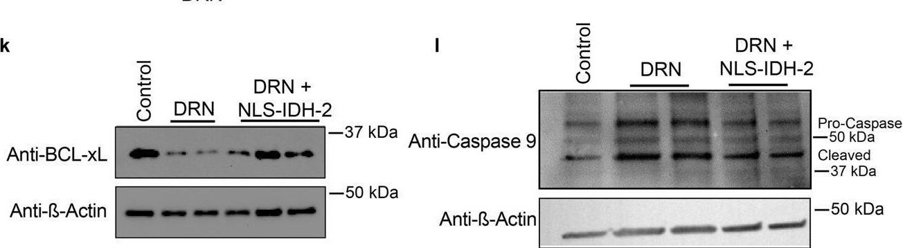 Bcl-xL Antibody - BSA Free