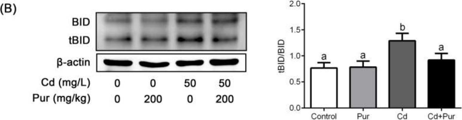 BID Antibody - BSA Free