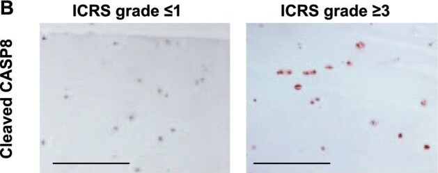 Caspase-8 Antibody