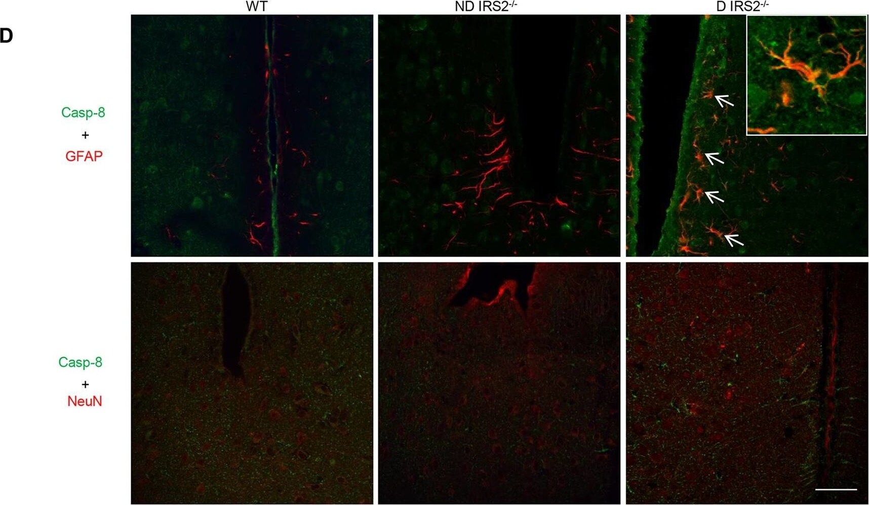 Caspase-8 Antibody