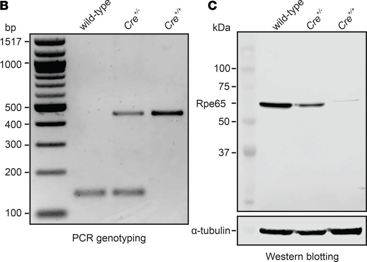 Cre Antibody