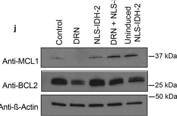 Mcl-1 Antibody - BSA Free