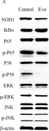 NOD1 Antibody
