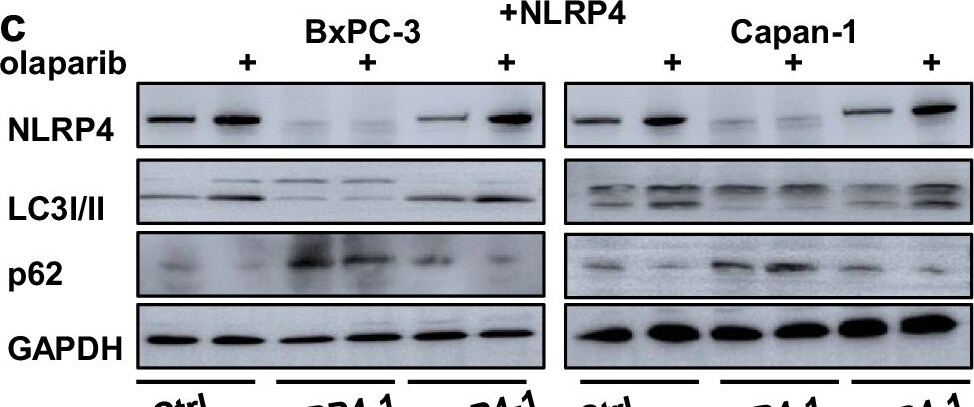 NALP4 Antibody - BSA Free