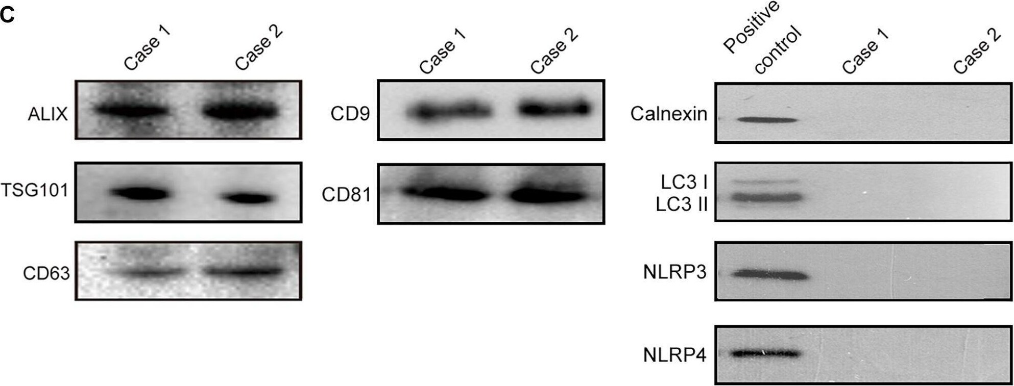 NALP4 Antibody - BSA Free