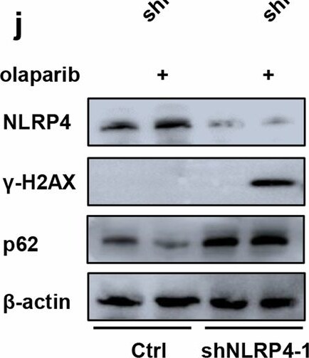 NALP4 Antibody - BSA Free