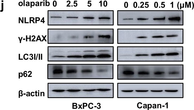 NALP4 Antibody - BSA Free