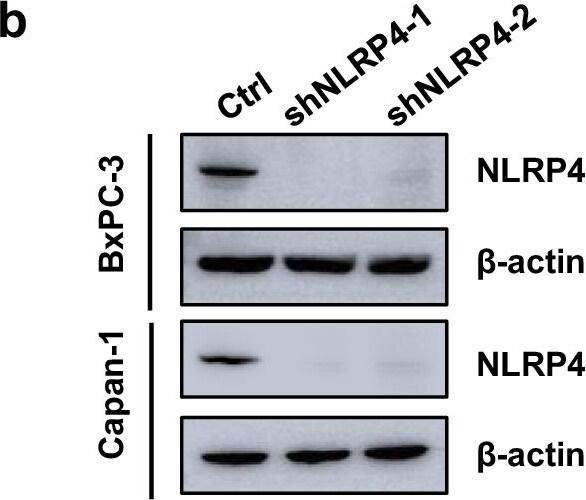 NALP4 Antibody - BSA Free