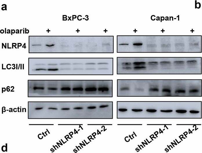 NALP4 Antibody - BSA Free