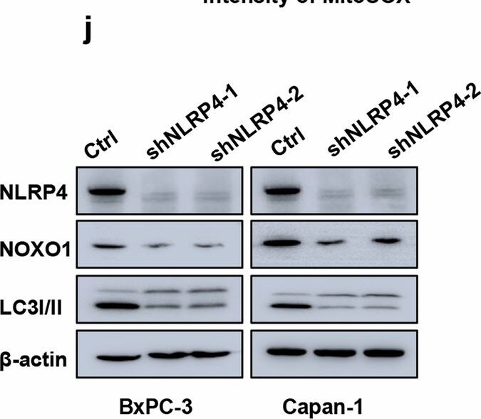 NALP4 Antibody - BSA Free