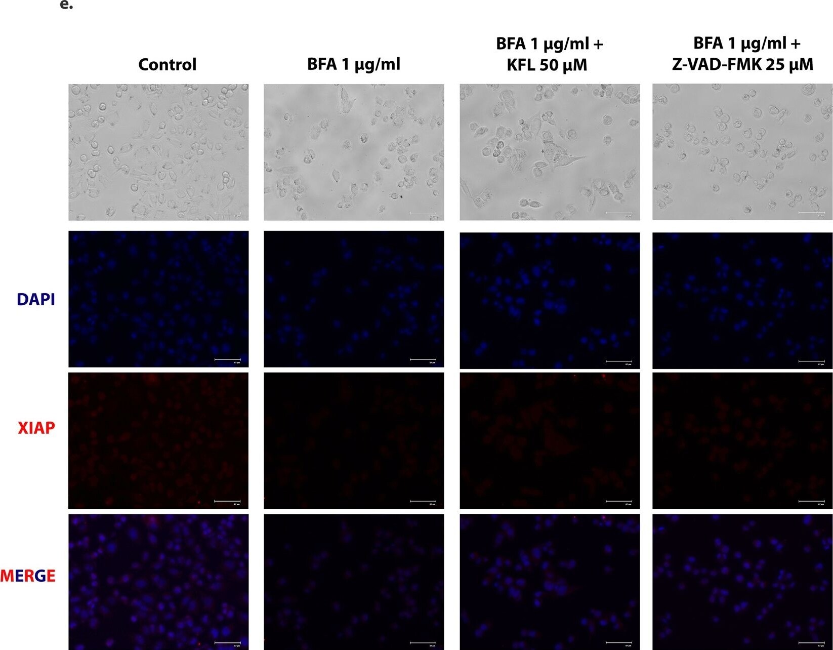 XIAP Antibody