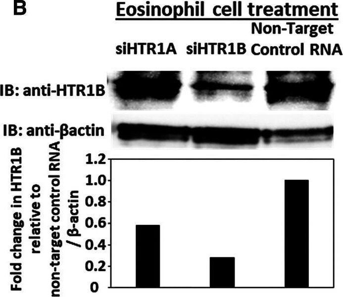 5-HT1B Antibody - BSA Free
