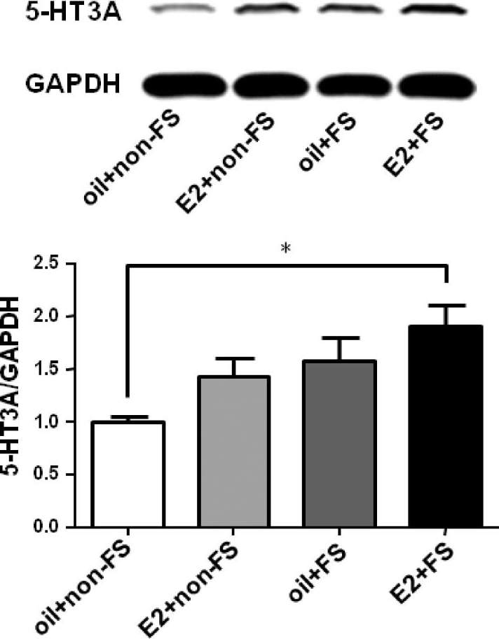 5-HT3A Antibody