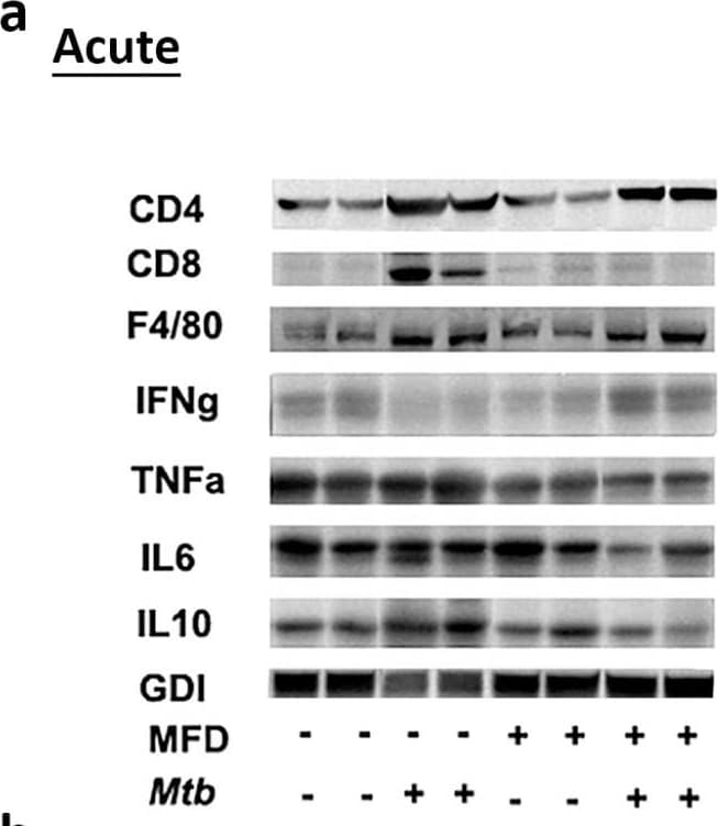 CD4 Antibody - BSA Free