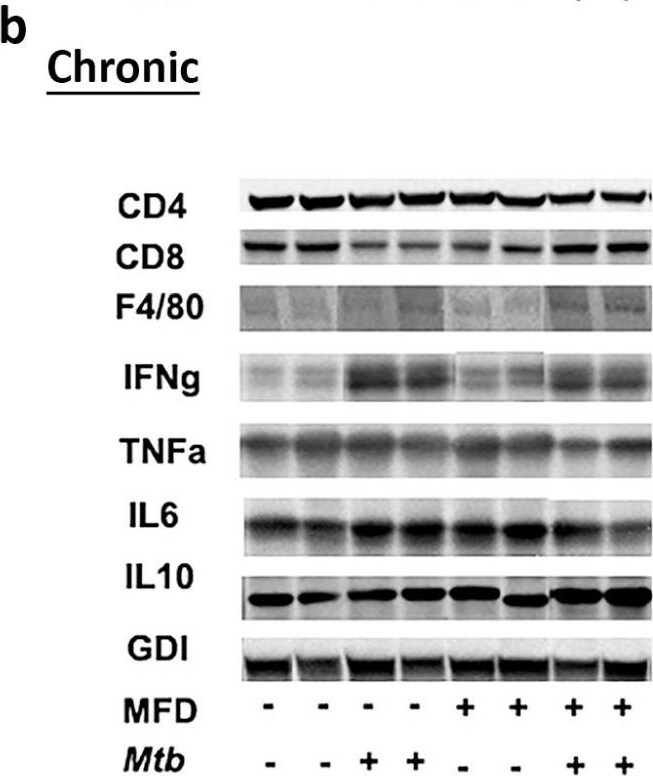 CD4 Antibody - BSA Free