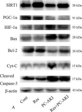 Cytochrome c Antibody (7H8.2C12) - BSA Free