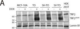 TRF-2 Antibody (4A794.15) - BSA Free