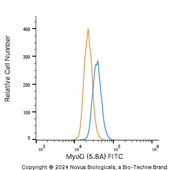 MyoD Antibody (5.8A) [FITC]