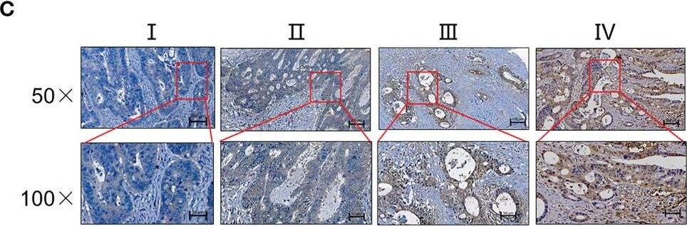 IL-17E/IL-25 Antibody (68C1039.2) - BSA Free
