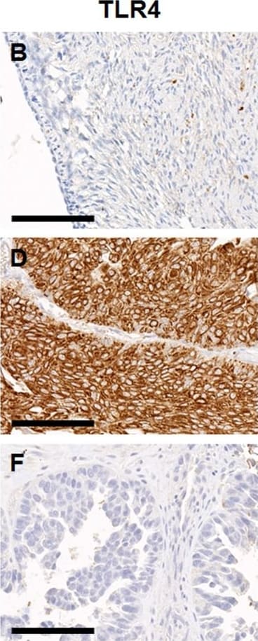 TLR4 Antibody (76B357.1) - BSA Free
