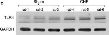 TLR4 Antibody (76B357.1) - BSA Free