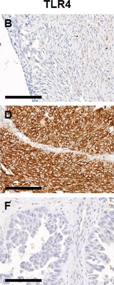 TLR4 Antibody (76B357.1) - BSA Free