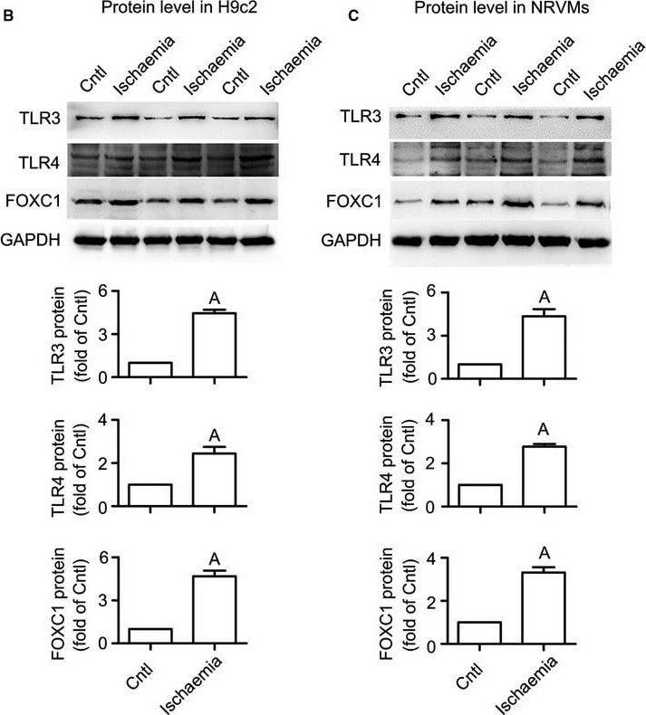 TLR4 Antibody (76B357.1) - BSA Free