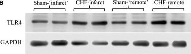 TLR4 Antibody (76B357.1) - BSA Free
