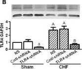 TLR4 Antibody (76B357.1) - BSA Free