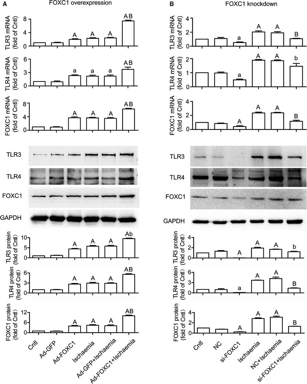 TLR4 Antibody (76B357.1) - BSA Free