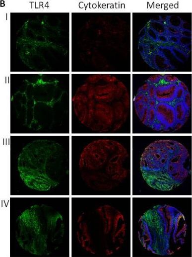 TLR4 Antibody (76B357.1) - BSA Free