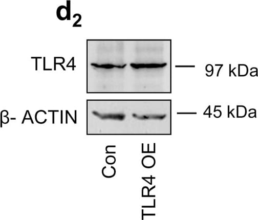 TLR4 Antibody (76B357.1) - BSA Free