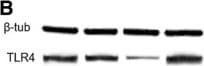 TLR4 Antibody (76B357.1) - BSA Free