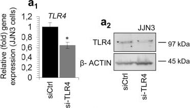 TLR4 Antibody (76B357.1) - BSA Free