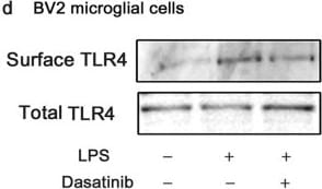 TLR4 Antibody (76B357.1) - BSA Free