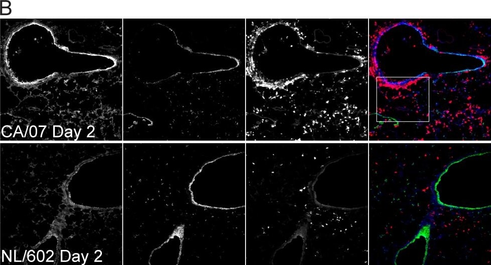 Influenza A H1N1 Nucleoprotein Antibody