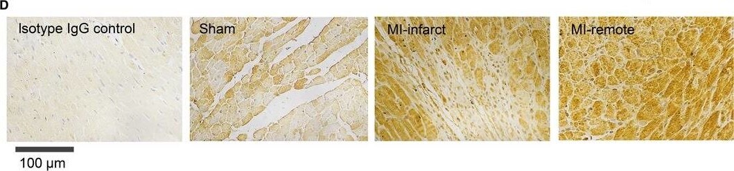 TLR3 Antibody