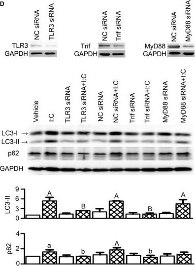 TLR3 Antibody