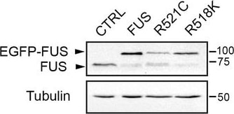 FUS Antibody