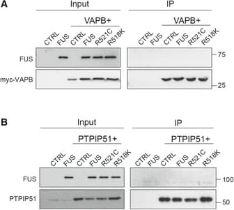 FUS Antibody