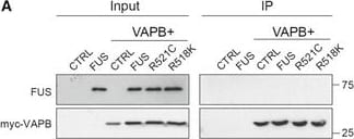 FUS Antibody
