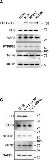 FUS Antibody
