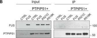 FUS Antibody