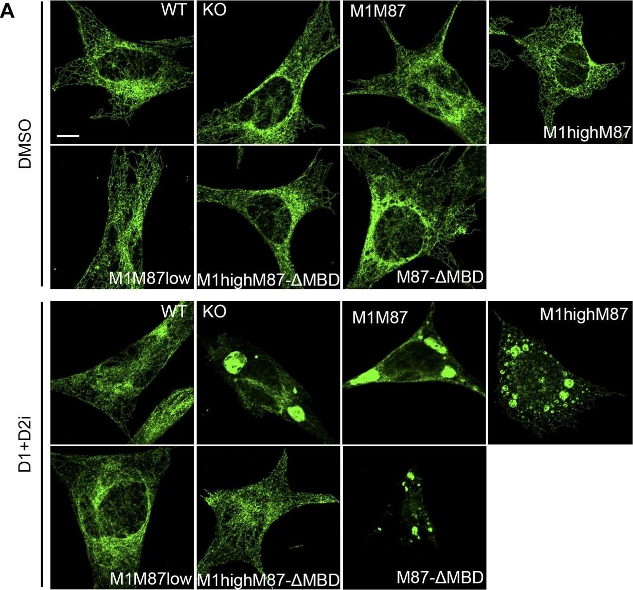 Nogo Antibody - BSA Free