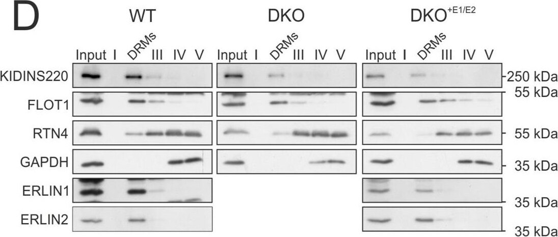 Nogo Antibody - BSA Free