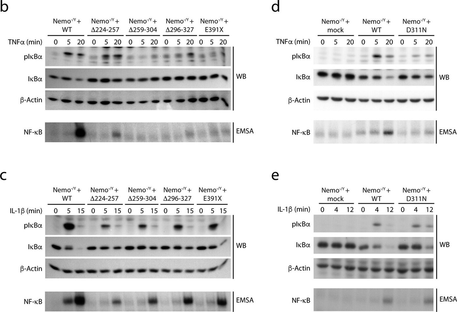 IKK alpha Antibody (14A231) - BSA Free