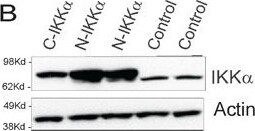 IKK alpha Antibody (14A231) - BSA Free