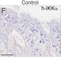 IKK alpha Antibody (14A231) - BSA Free