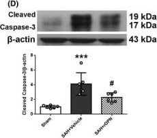 Caspase-3 Antibody (31A1067) - (Pro and Active) - BSA Free
