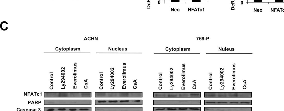 Caspase-3 Antibody (31A1067) - (Pro and Active) - BSA Free